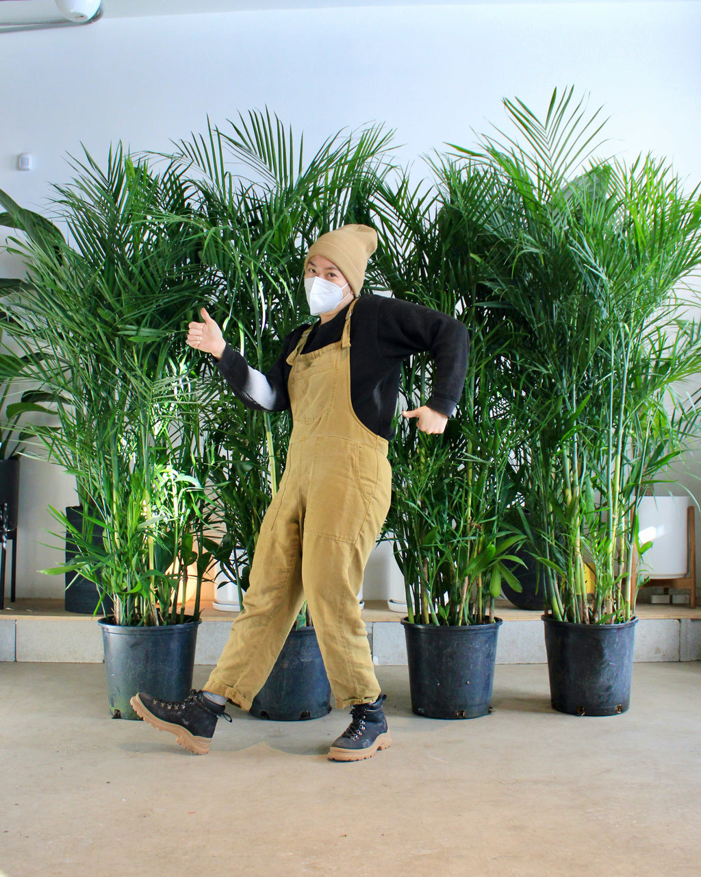 Bamboo Palm: Chamaedorea seifrizii - 14 inch pot - 5-5.5 foot tall