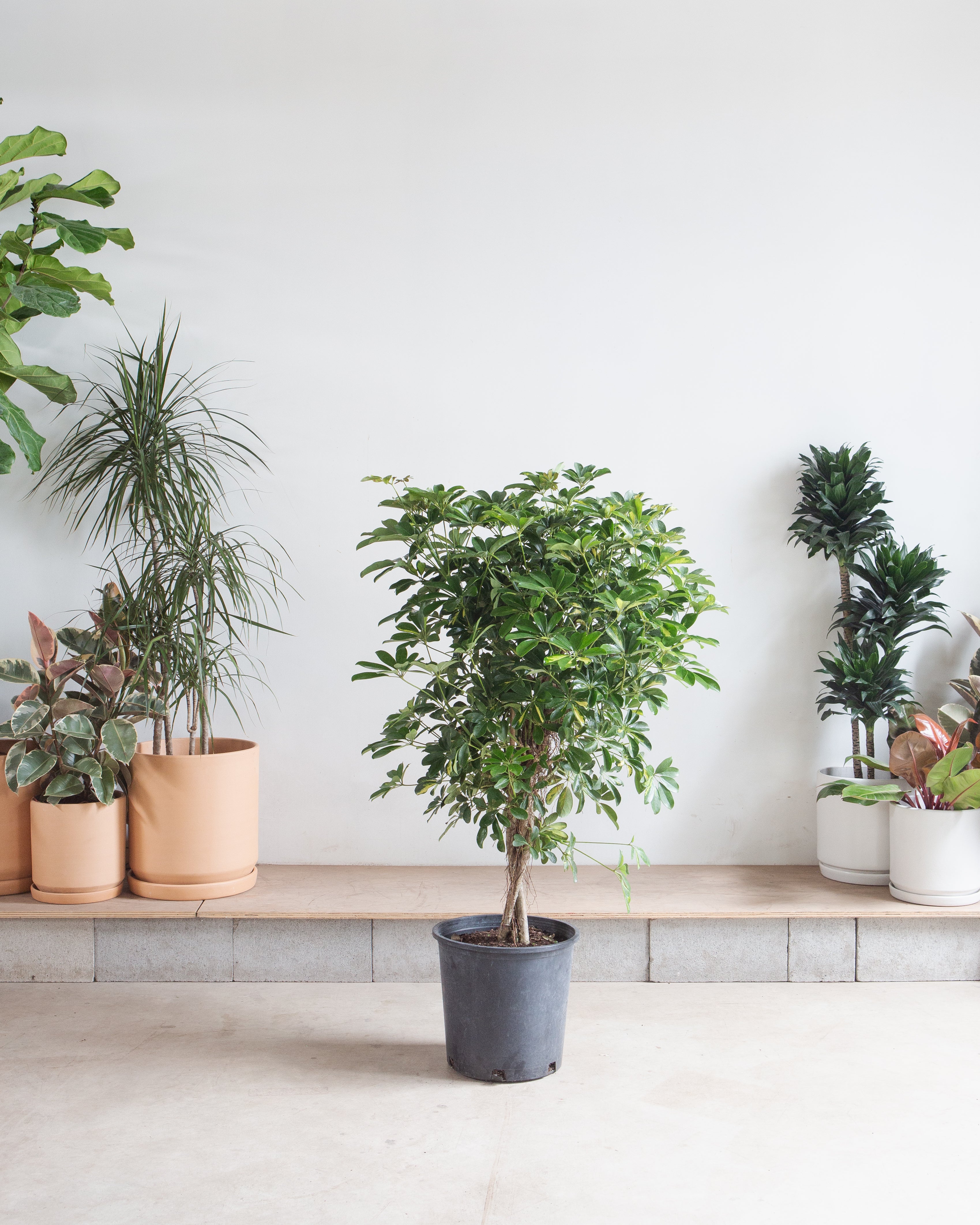 Braided Dwarf Umbrella Tree: Schefflera arboricola - 14 inch pot - 5-6' Tall