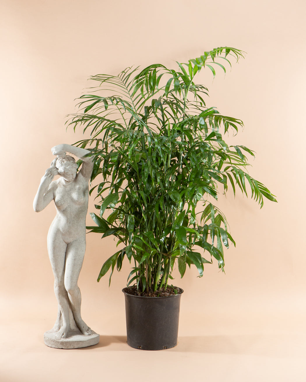 PALM SEIFRIZII 'BAMBOO PALM' 14 Inch. Grower Pot (5-6 feet tall)