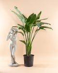White Bird of Paradise: Strelitzia nicolai - 14 inch pot - 5-8 foot tall