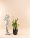 SNAKE PLANT (SANSEVIERIA 'LAURENTII') 14 Inch. Grower Pot (4-5' tall)