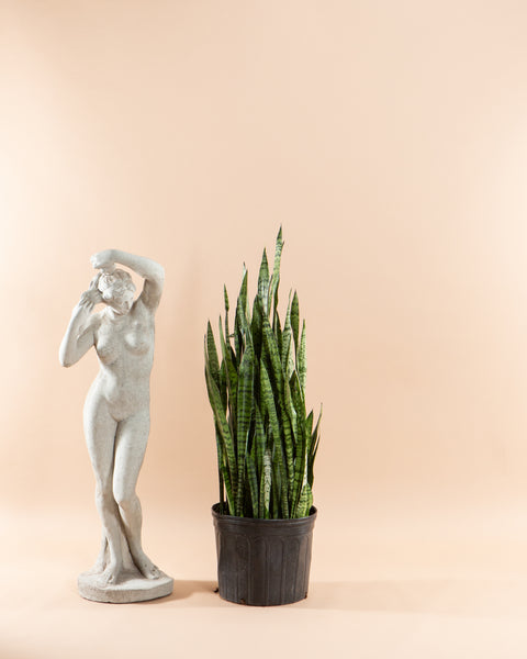 Sansevieria Zeylanica offers Plant in 14 inch pot - About 44Inches Tall