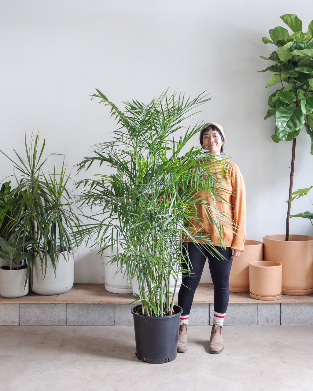 Bamboo Palm: Chamaedorea seifrizii - 14 inch pot - 5-5.5 foot tall