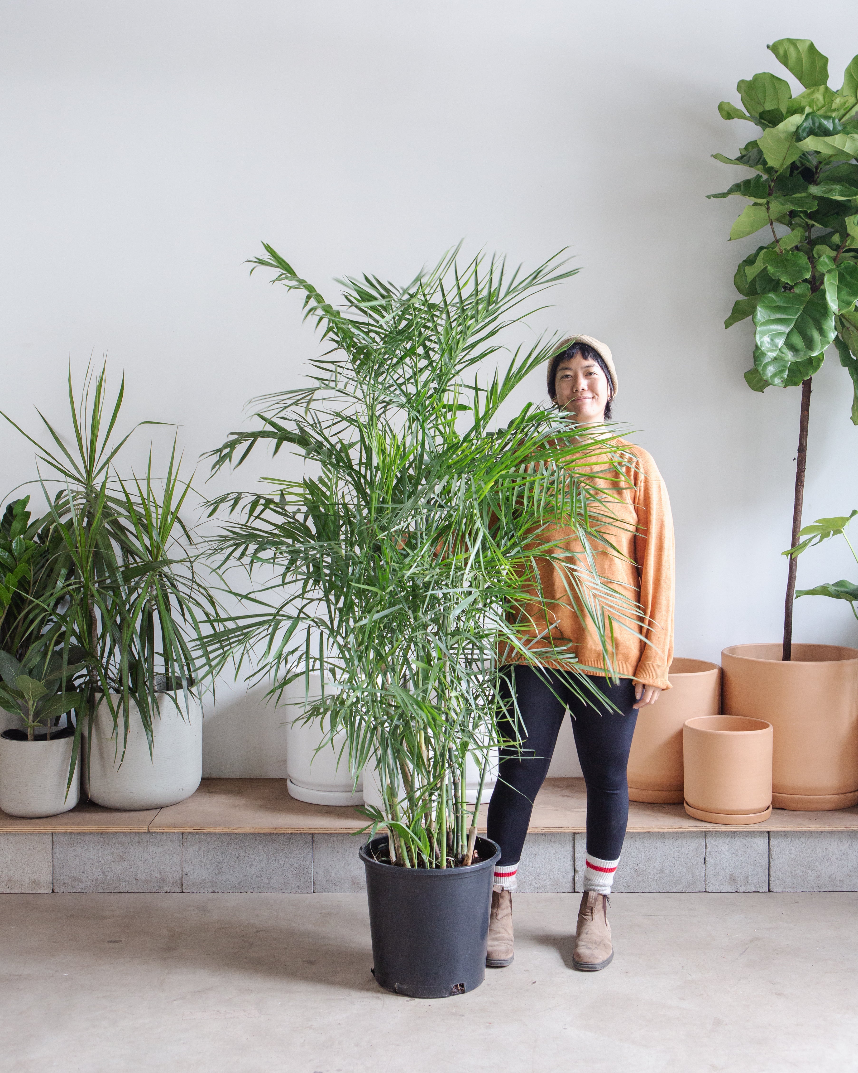 Bamboo Palm: Chamaedorea seifrizii - 14 inch pot - 5-5.5 foot tall