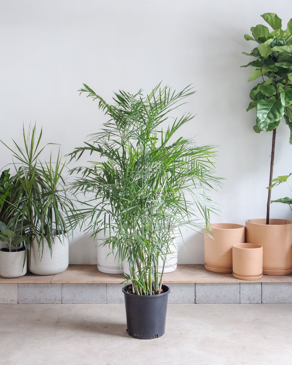 Bamboo Palm: Chamaedorea seifrizii - 14 inch pot - 5-5.5 foot tall