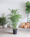 PALM SEIFRIZII 'BAMBOO PALM' 14 Inch. Grower Pot (5-6' tall)