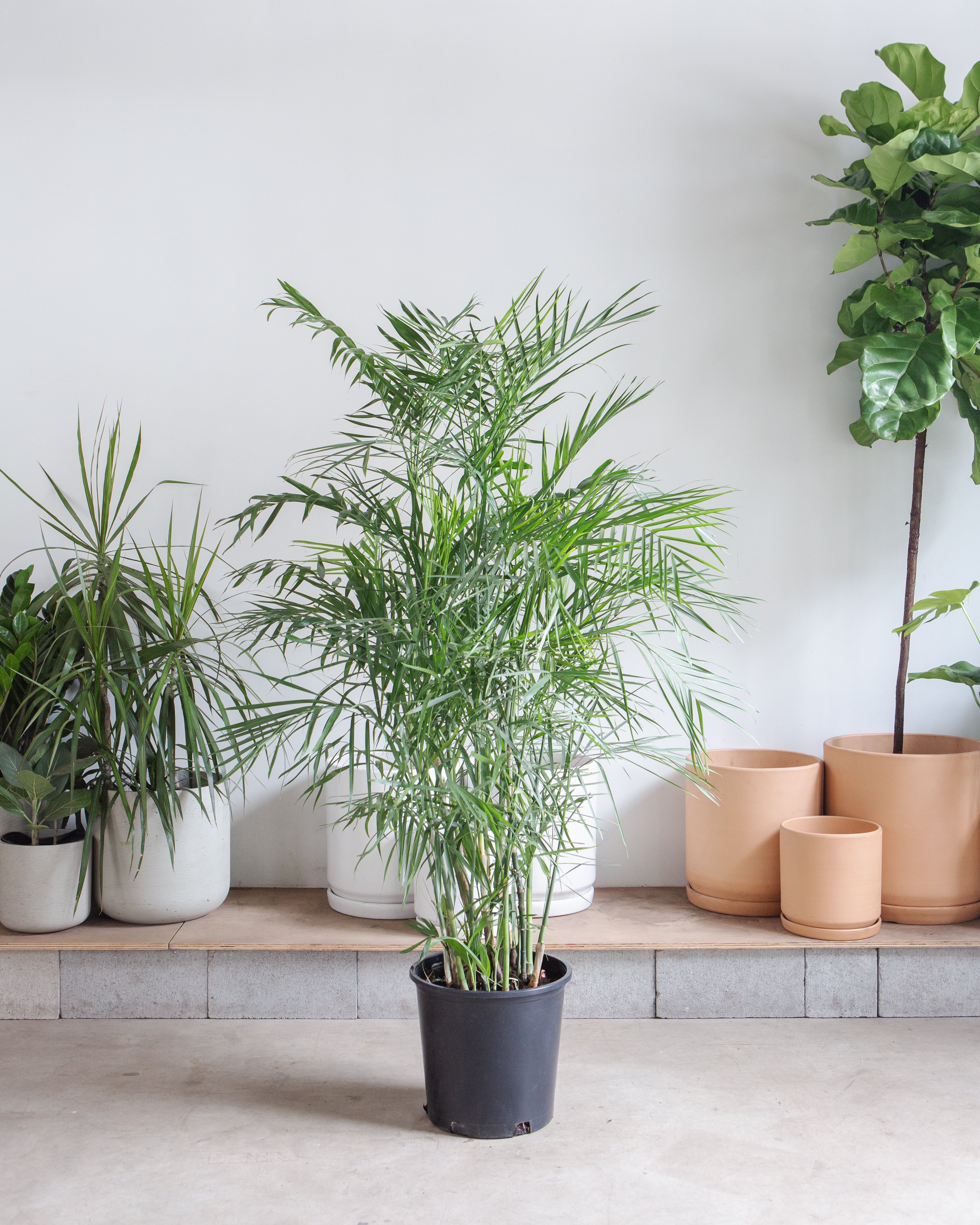 Bamboo Palm: Chamaedorea seifrizii - 14 inch pot - 5-5.5 foot tall