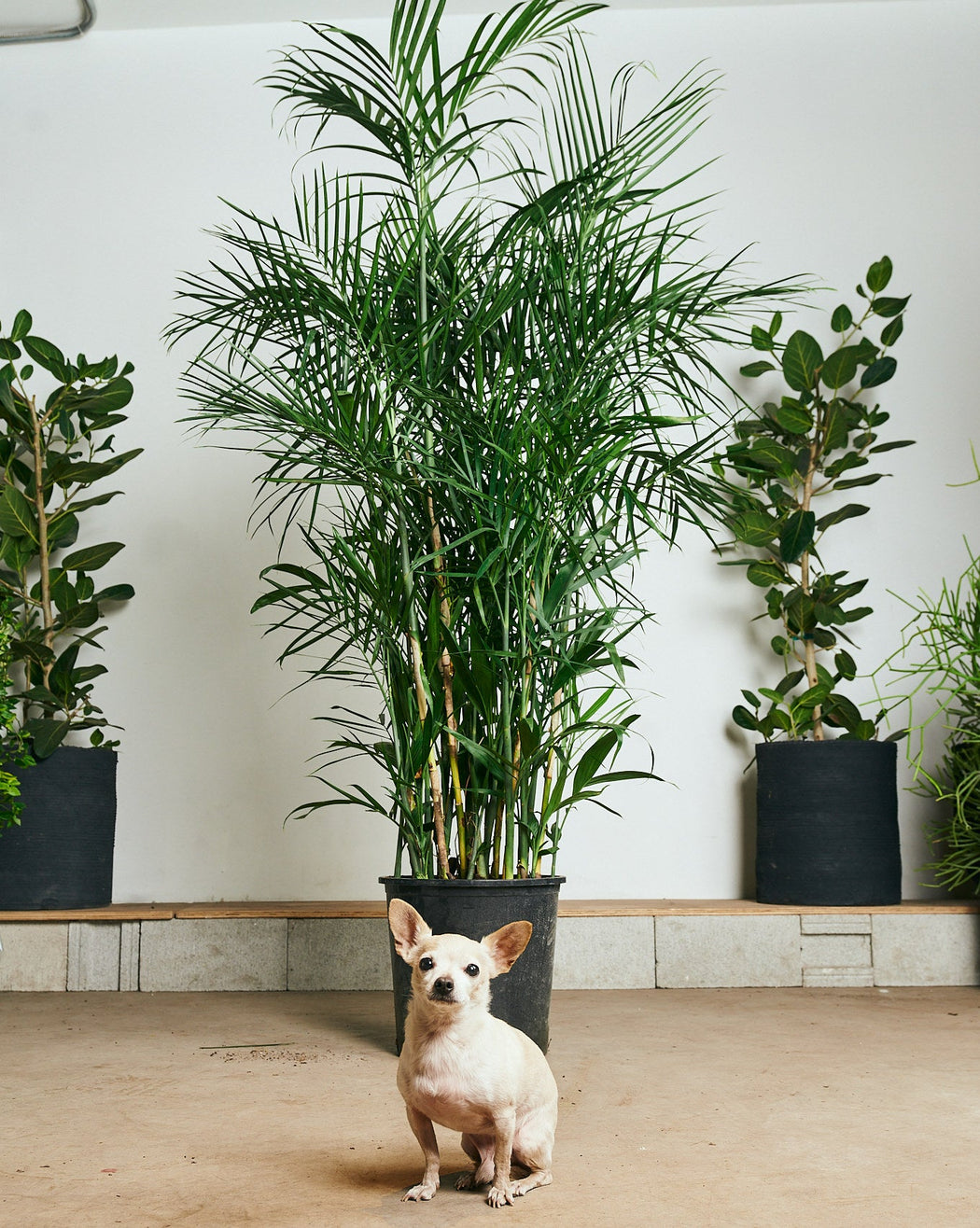 PALM SEIFRIZII 'BAMBOO PALM' 14 Inch. Grower Pot (5-6 feet tall)