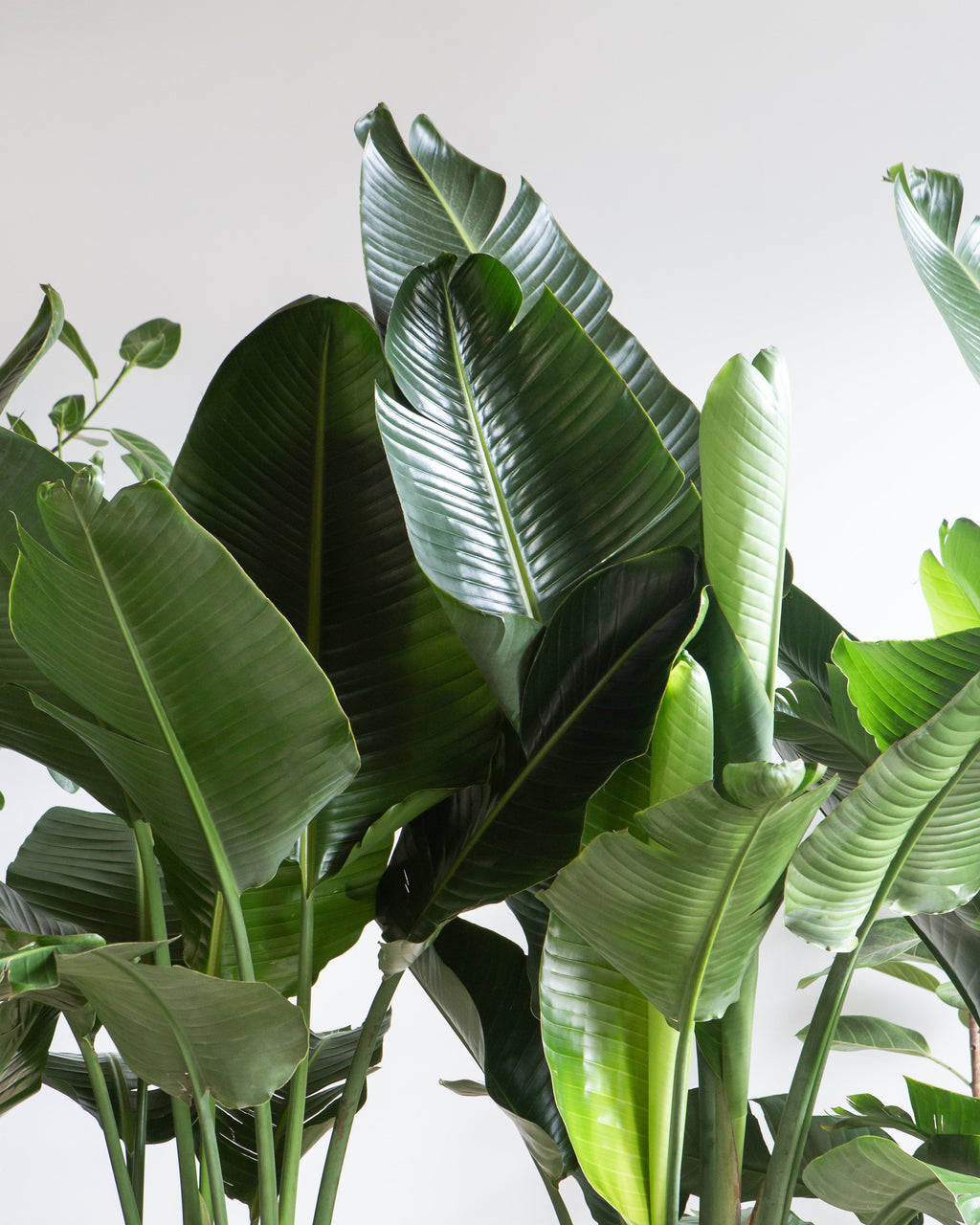 White Bird of Paradise: Strelitzia nicolai - 17 inch pot - 6-10 foot tall