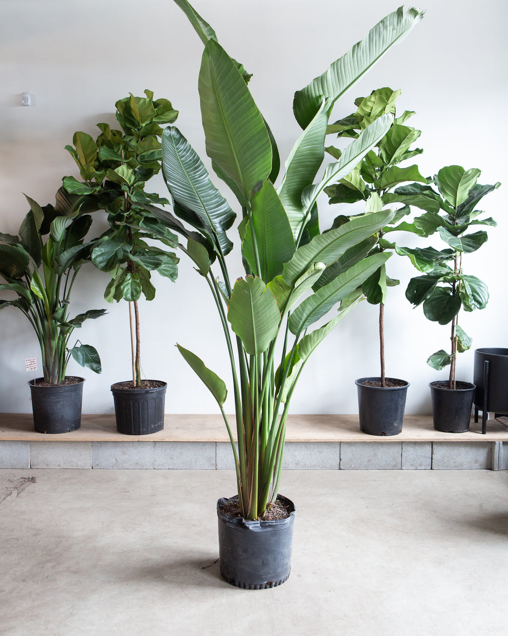 White Bird of Paradise: Strelitzia nicolai - 14 inch pot - 5-8 foot tall