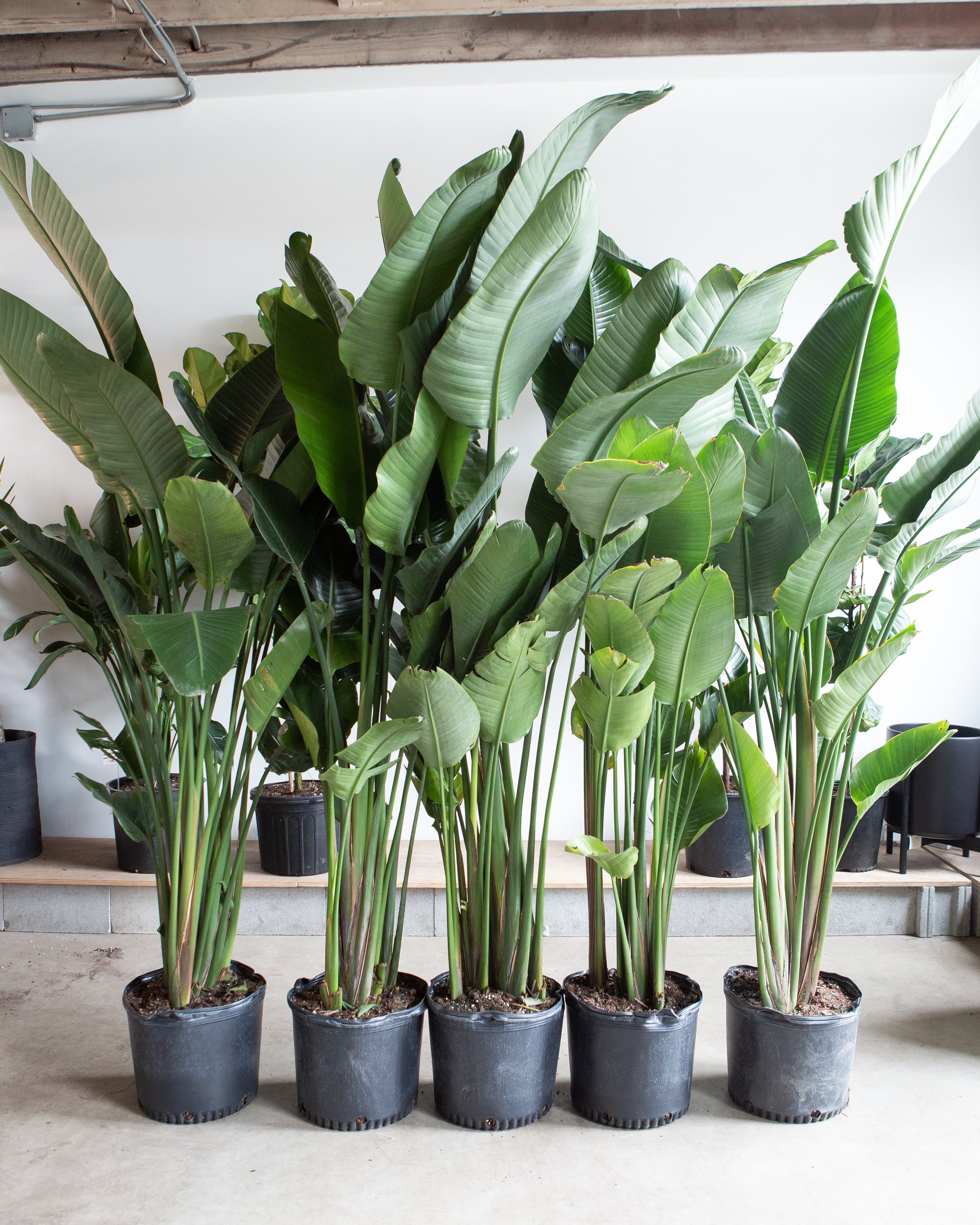 White Bird of Paradise: Strelitzia nicolai - 14 inch pot - 5-8 foot tall