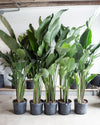 BIRD OF PARADISE (STRELITZIA NICOLAI) 14 Inch. Grower Pot (6 Feet Tall)