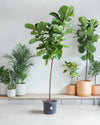 FIDDLE-LEAF FIG (FICUS LYRATA STANDARD) 17 Inch. Grower Pot ~(7-8 Feet Tall)