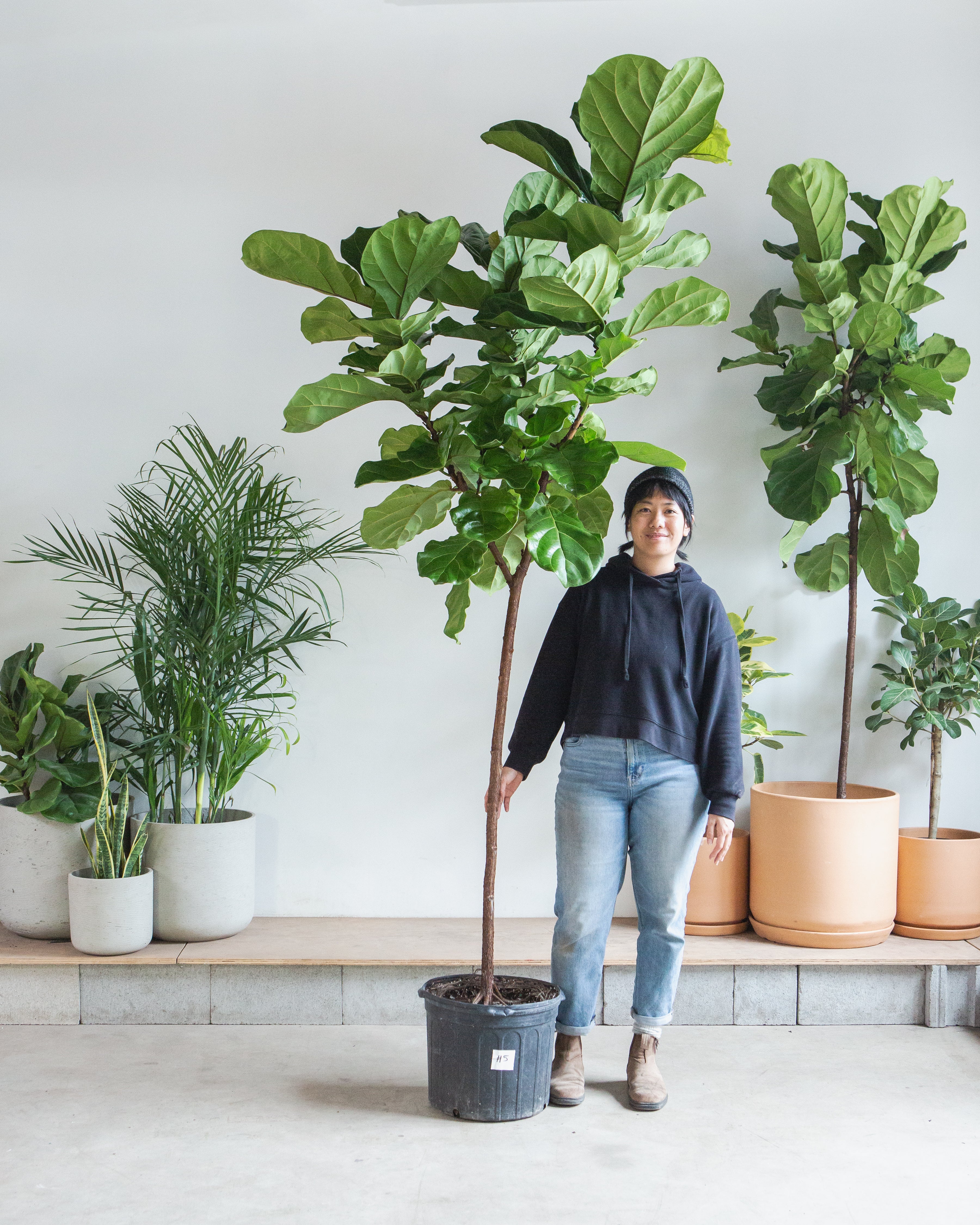 Fiddle Leaf Fig Tree: Ficus lyrata - 17 inch pot - 8-9 foot tall