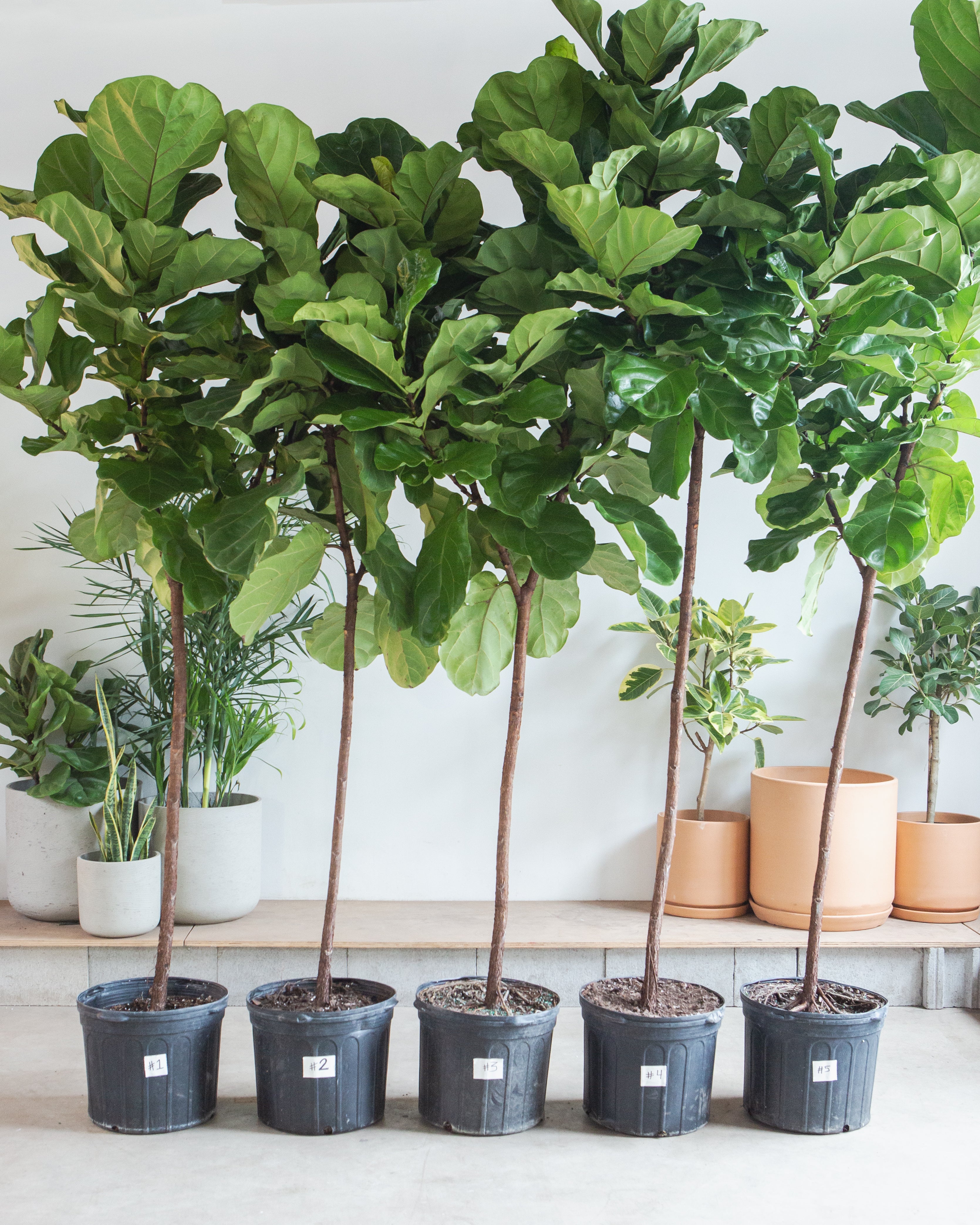 Fiddle Leaf Fig Tree: Ficus lyrata - 17 inch pot - 8-9 foot tall