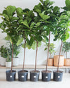 FIDDLE-LEAF FIG (FICUS LYRATA STANDARD) 17 Inch. Grower Pot ~(7-8 Feet Tall)