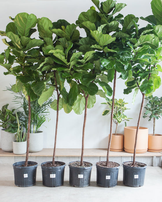 FIDDLE-LEAF FIG (FICUS LYRATA STANDARD) 17 Inch. Grower Pot ~(7-8 Feet Tall)