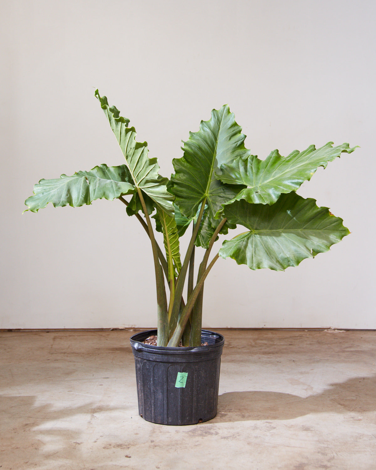 ALOCASIA 'PORTORA' 14 Inch. Grower Pot (4-5' tall) – Dynasty Plants