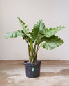 ALOCASIA 'PORTORA' 14 Inch. Grower Pot (4-5' tall)