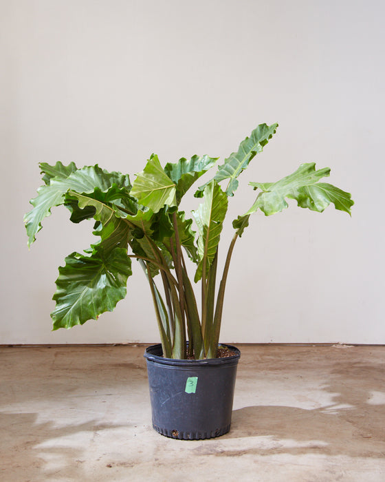 ALOCASIA 'PORTORA' 14 Inch. Grower Pot (4' tall)