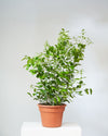 DWARF CALAMONDIN ORANGE 14 INCH. Grower Pot (4' tall)