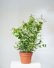  DWARF CALAMONDIN ORANGE 14 INCH. Grower Pot (4' tall)