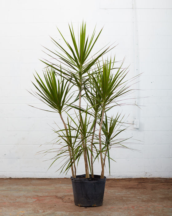 DRACAENA MARGINATA STAGGERED 14 INCH. (~5-6' tall)