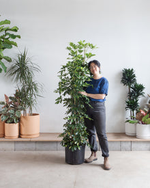  SCHEFFLERA ARBORICOLA COLUMN VARIEGATED 14 INCH. Grower Pot (~7' tall)