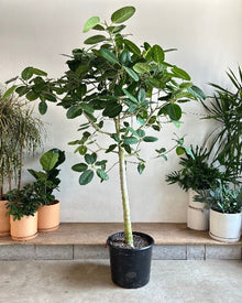  FICUS AUDREY STANDARD 17 Inch. Grower Pot (6'- 7' tall)