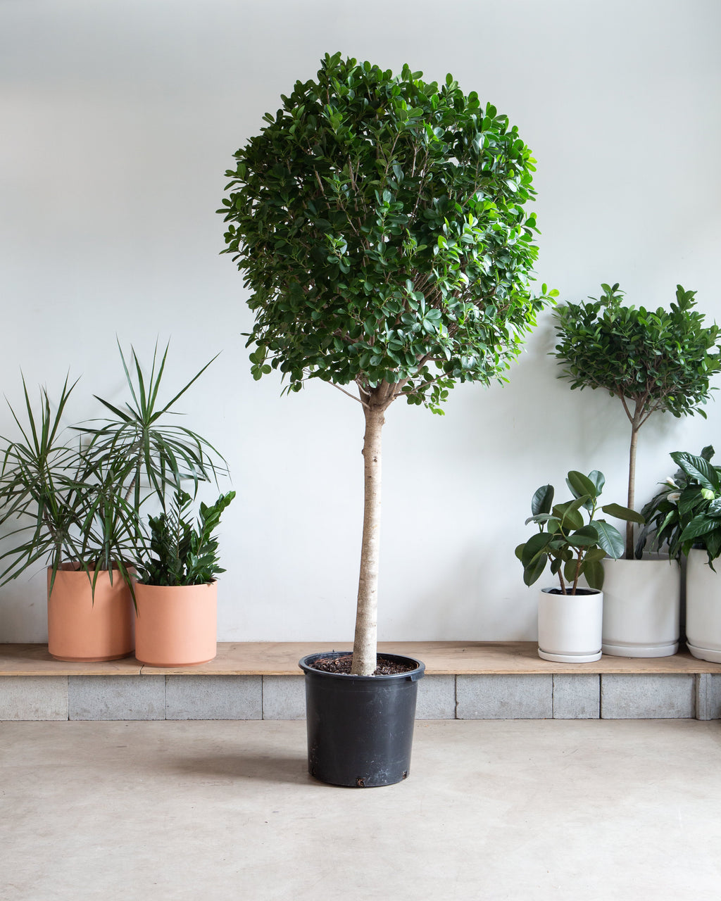 Ficus Moclame: Ficus microcarpa - 17 inch pot - 6-7 foot tall