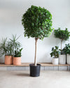 FICUS MOCLAME 17 Inch. Grower Pot (6'- 7' tall)