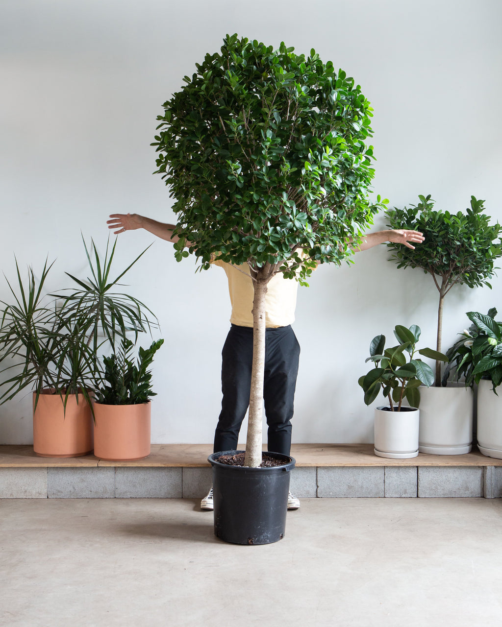 Ficus Moclame: Ficus microcarpa - 17 inch pot - 6-7 foot tall