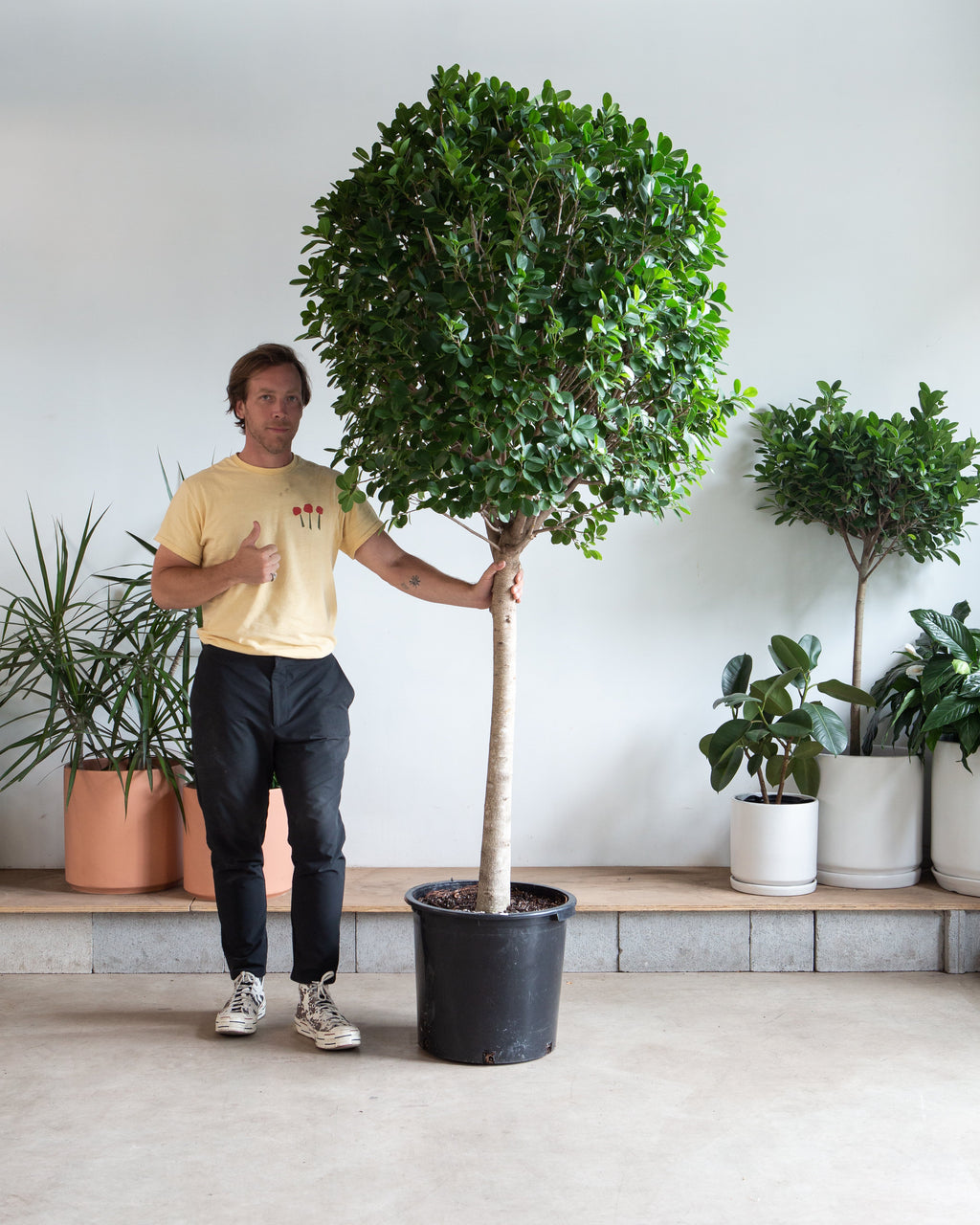 Ficus Moclame: Ficus microcarpa - 17 inch pot - 6-7 foot tall