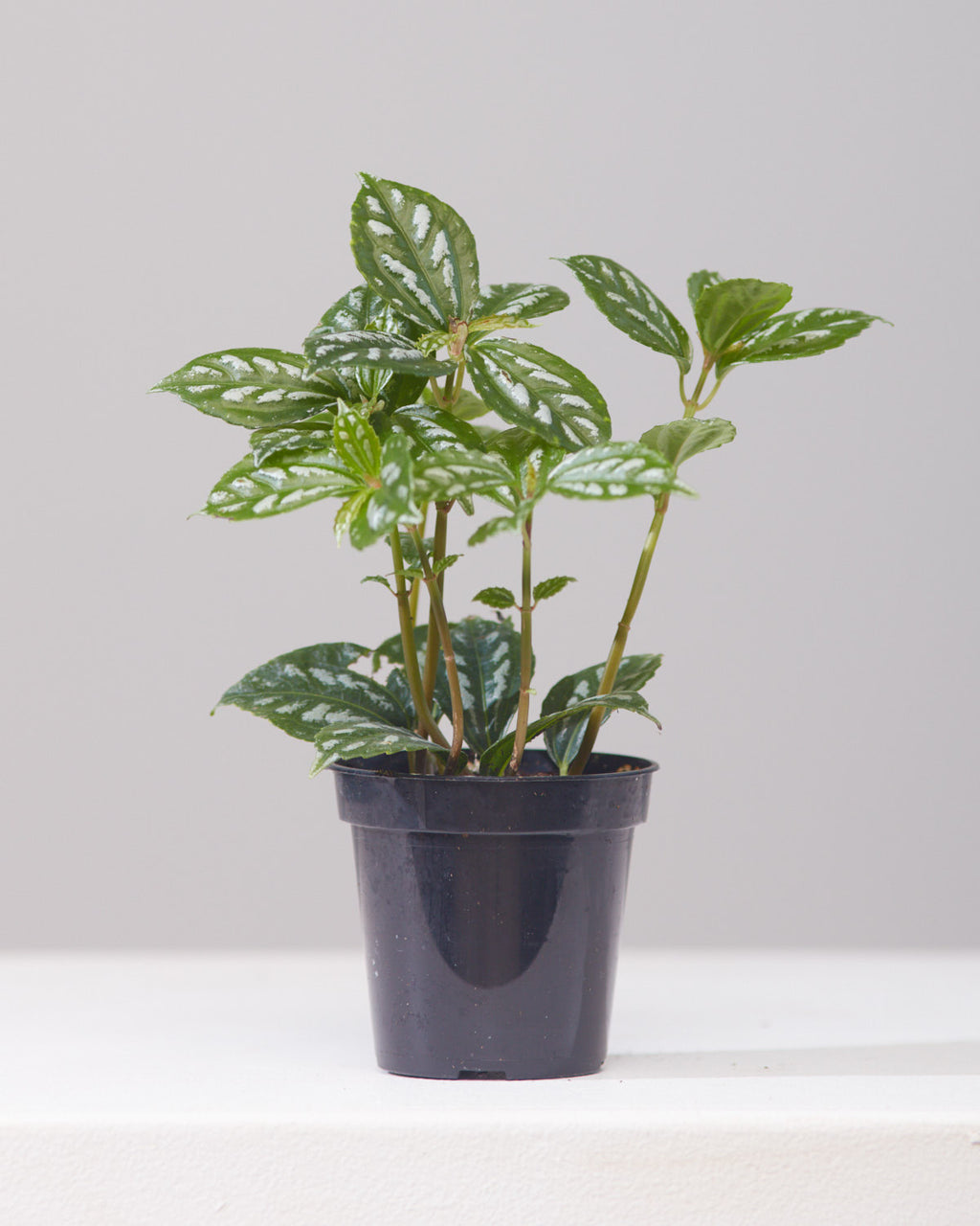 Silver Cloud Aluminum Plant: Pilea pubescens - 4 inch pot