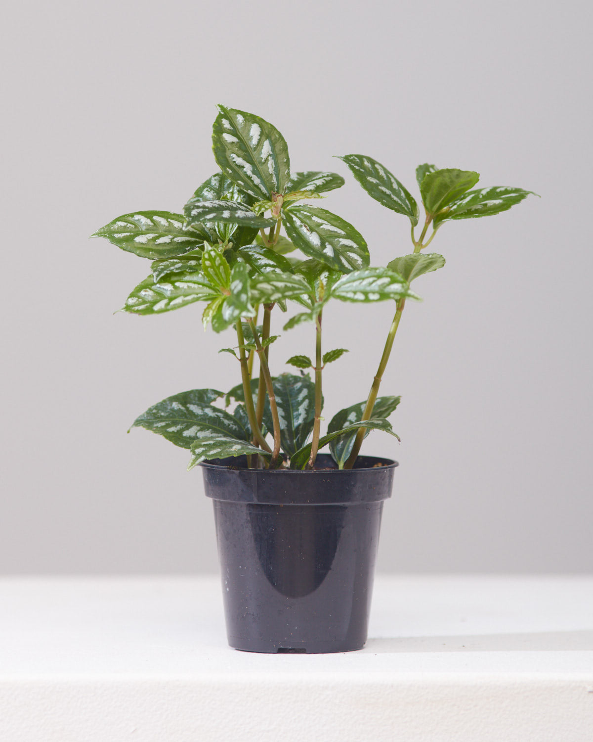 Silver Cloud Aluminum Plant: Pilea pubescens - 4 inch pot