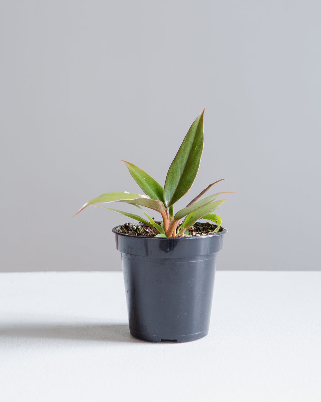 Caramel Pluto: Philodendron - 4 inch pot