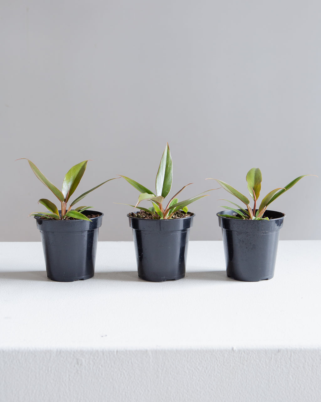 Caramel Pluto: Philodendron - 4 inch pot