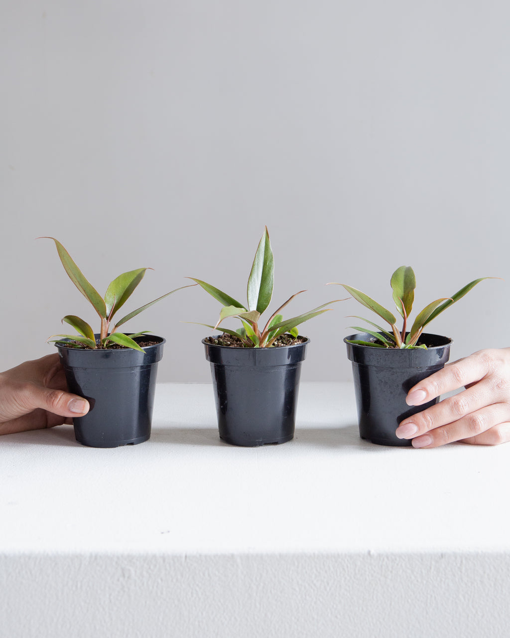 Caramel Pluto: Philodendron - 4 inch pot