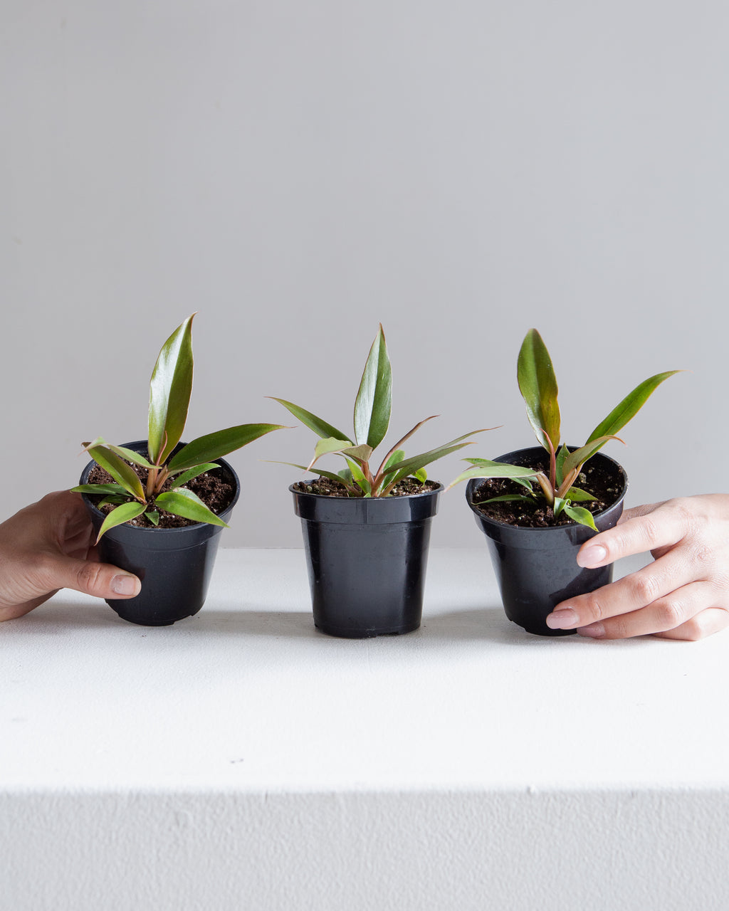 Caramel Pluto: Philodendron - 4 inch pot