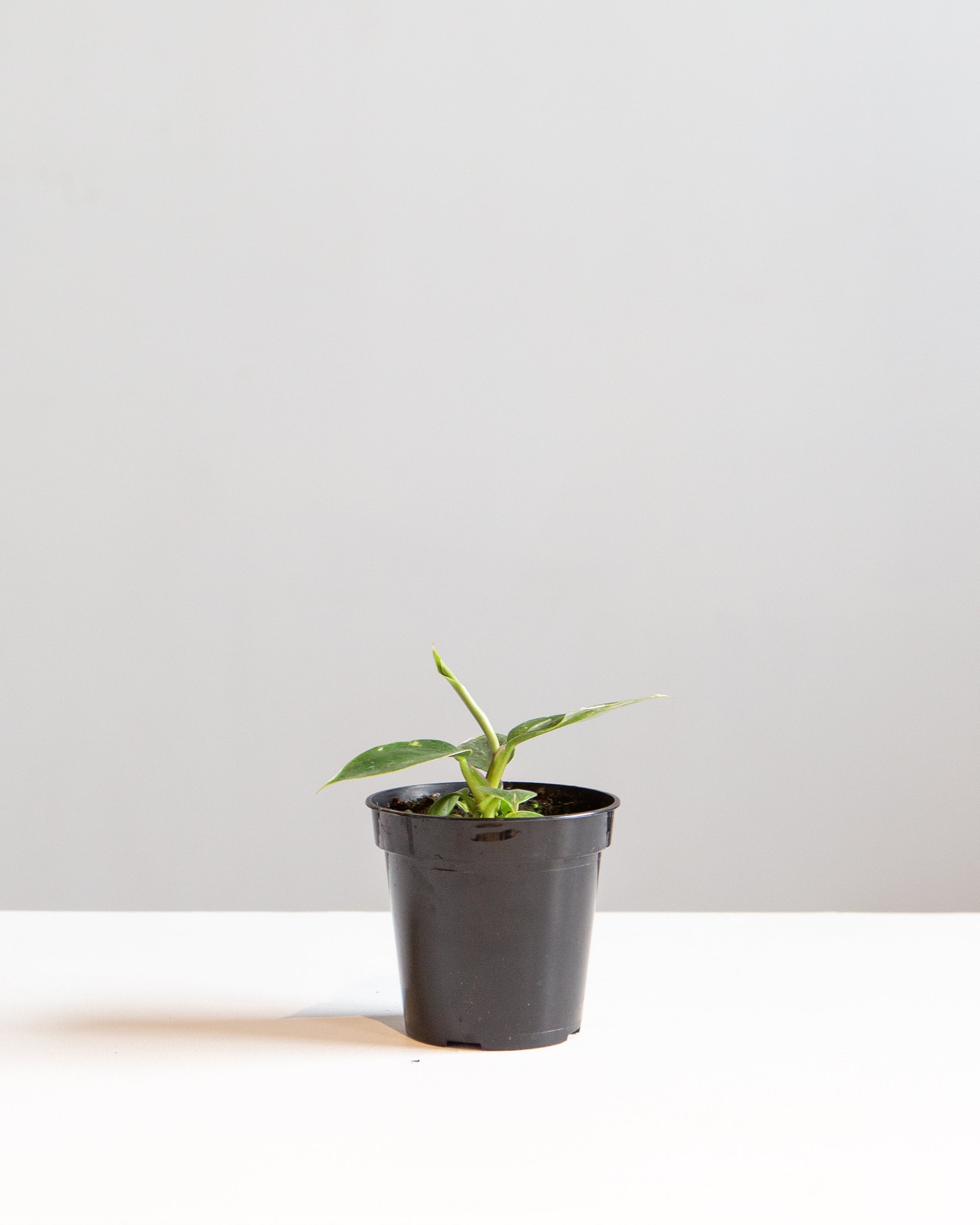 White Princess: Philodendron sp. - 4 inch pot