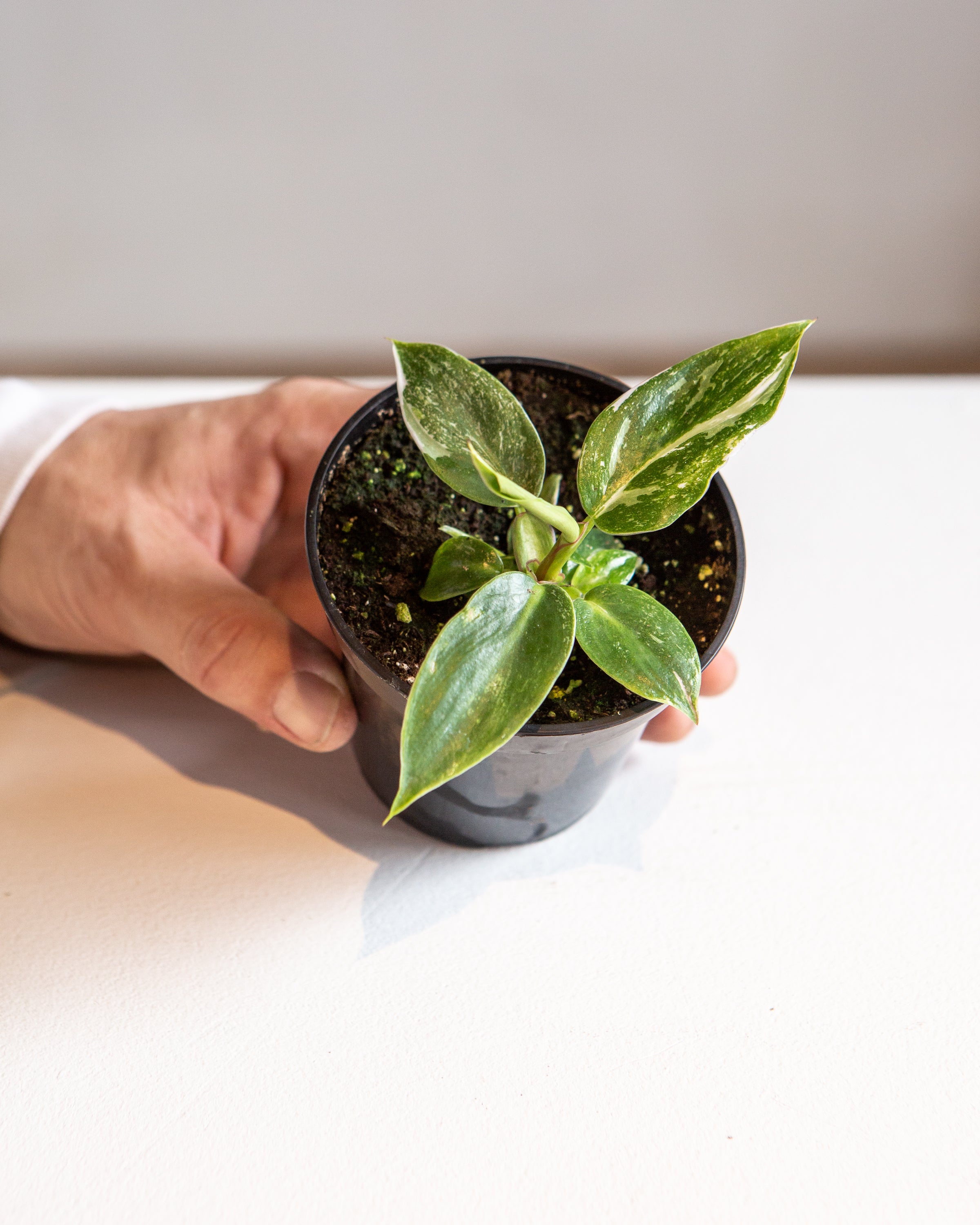 White Princess: Philodendron sp. - 4 inch pot