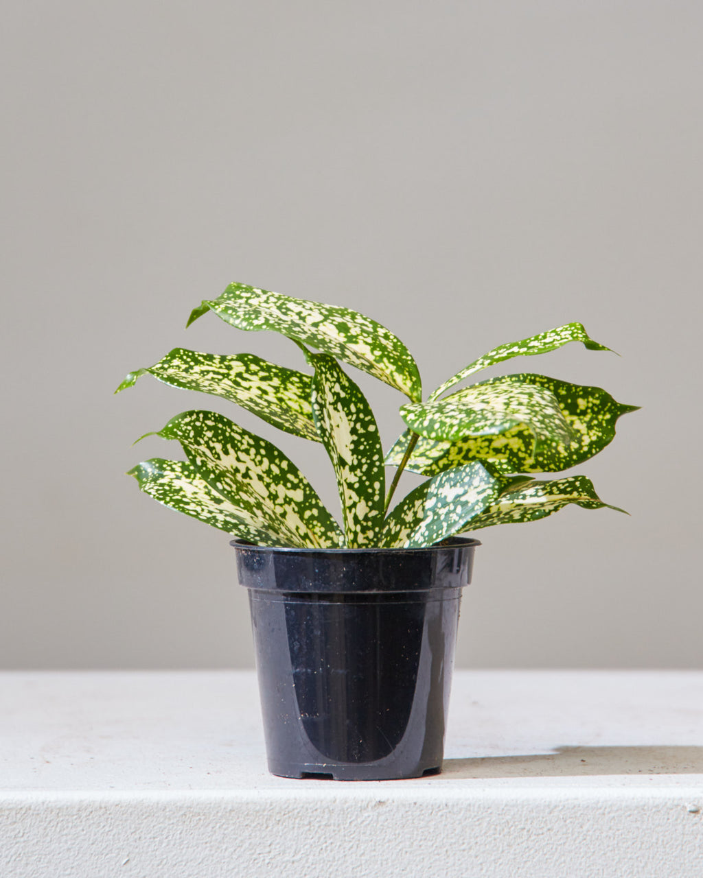 Florida Beauty Cane: Dracaena surculosa - 4 inch pot