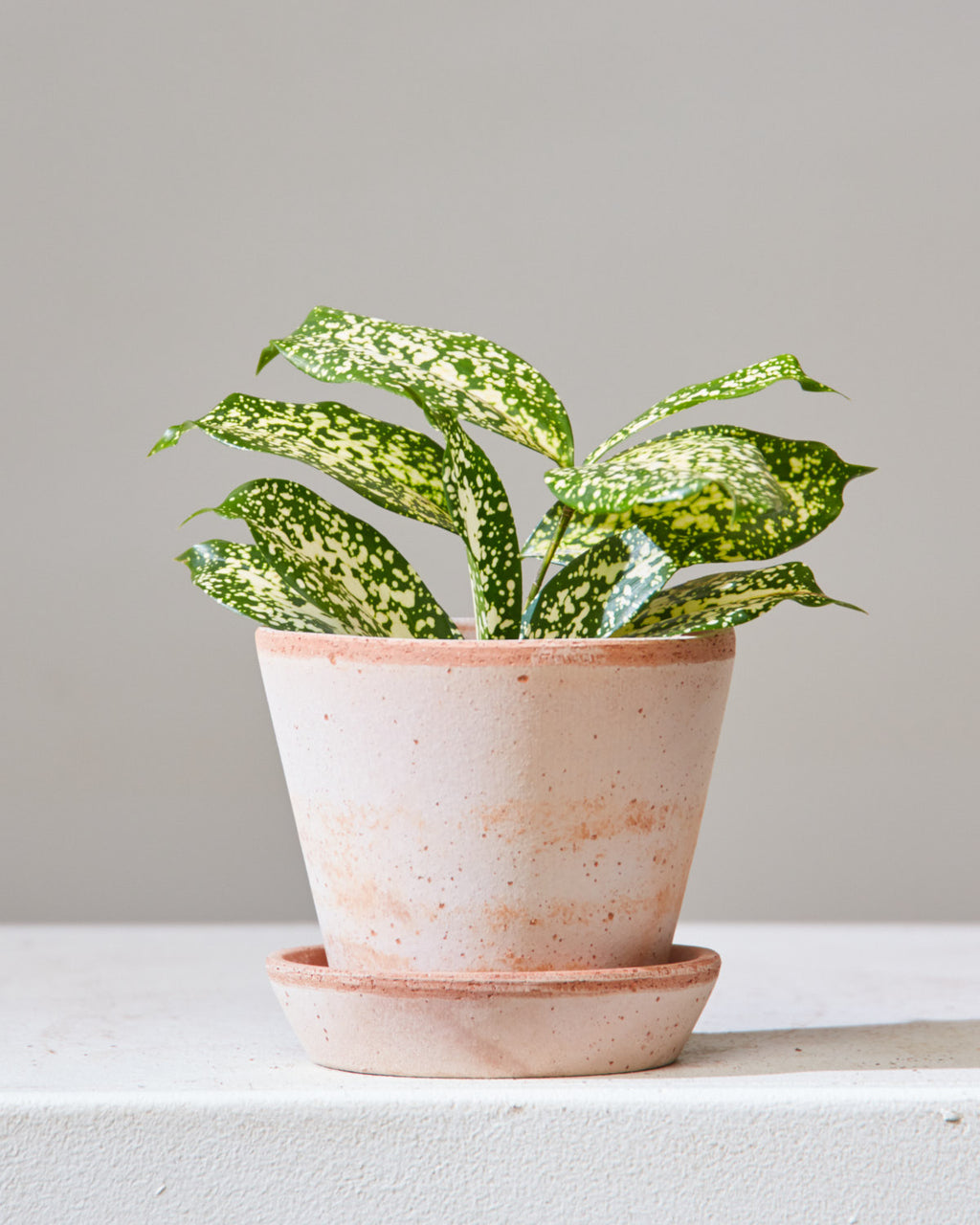 Florida Beauty Cane: Dracaena surculosa - 4 inch pot