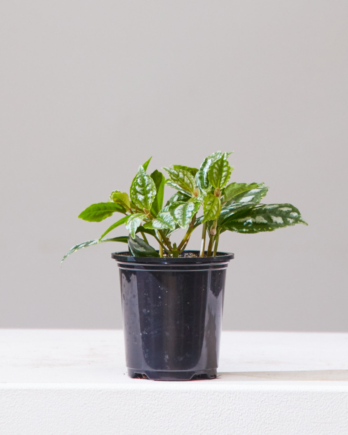 Silver Cloud Aluminum Plant: Pilea pubescens - 4 inch pot