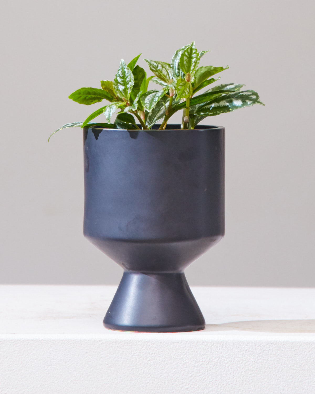 Silver Cloud Aluminum Plant: Pilea pubescens - 4 inch pot