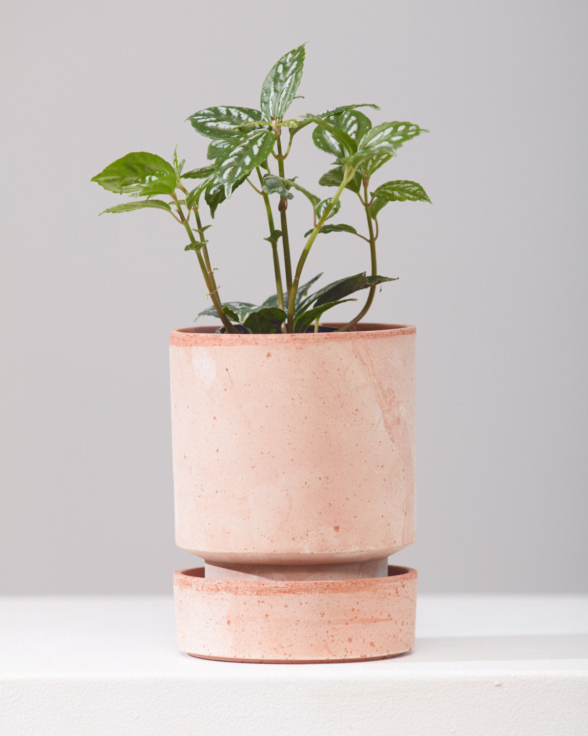 Silver Cloud Aluminum Plant: Pilea pubescens - 4 inch pot