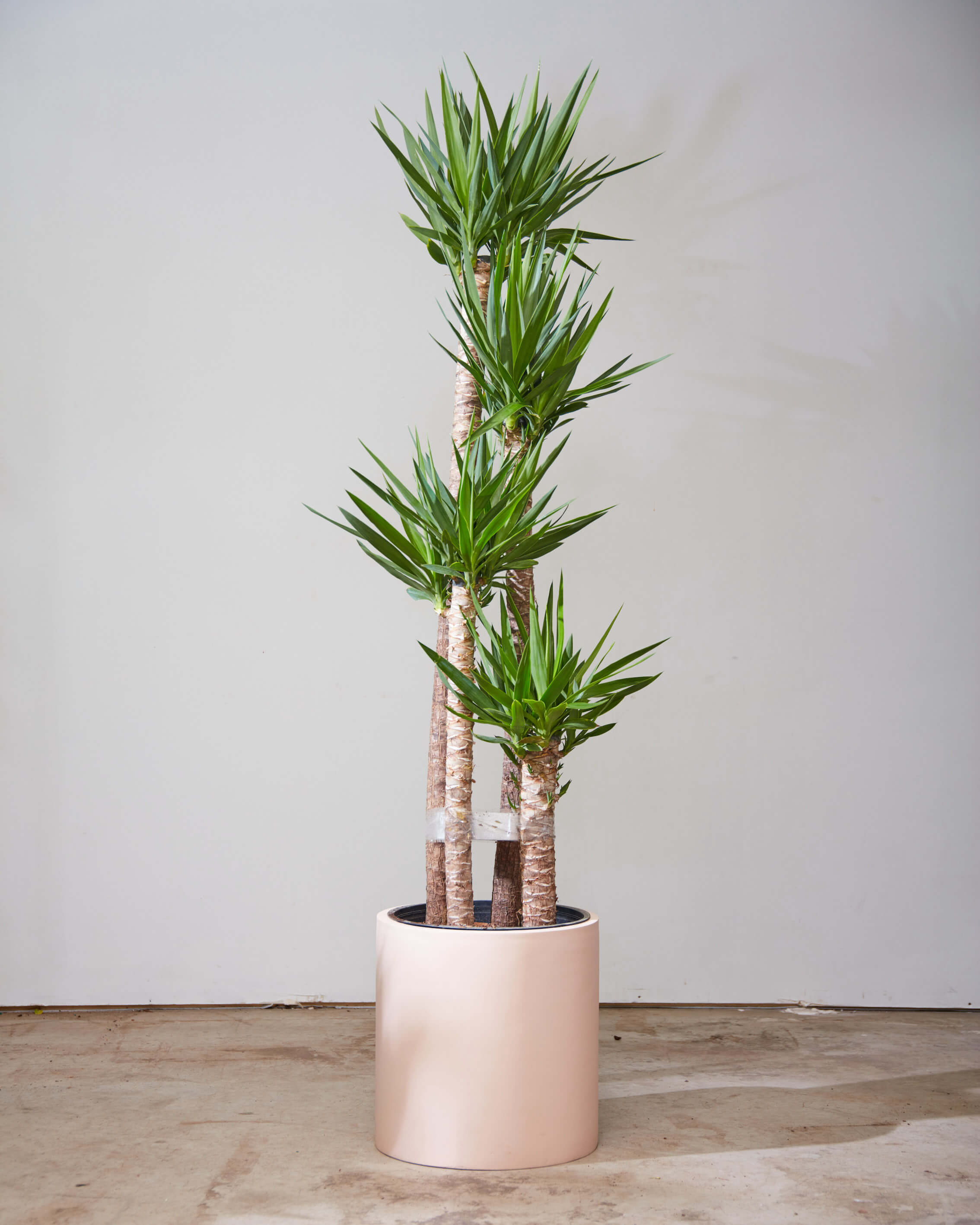 Yucca Staggered Cane: Yucca gigantea - 14 inch pot - 5-6 foot tall
