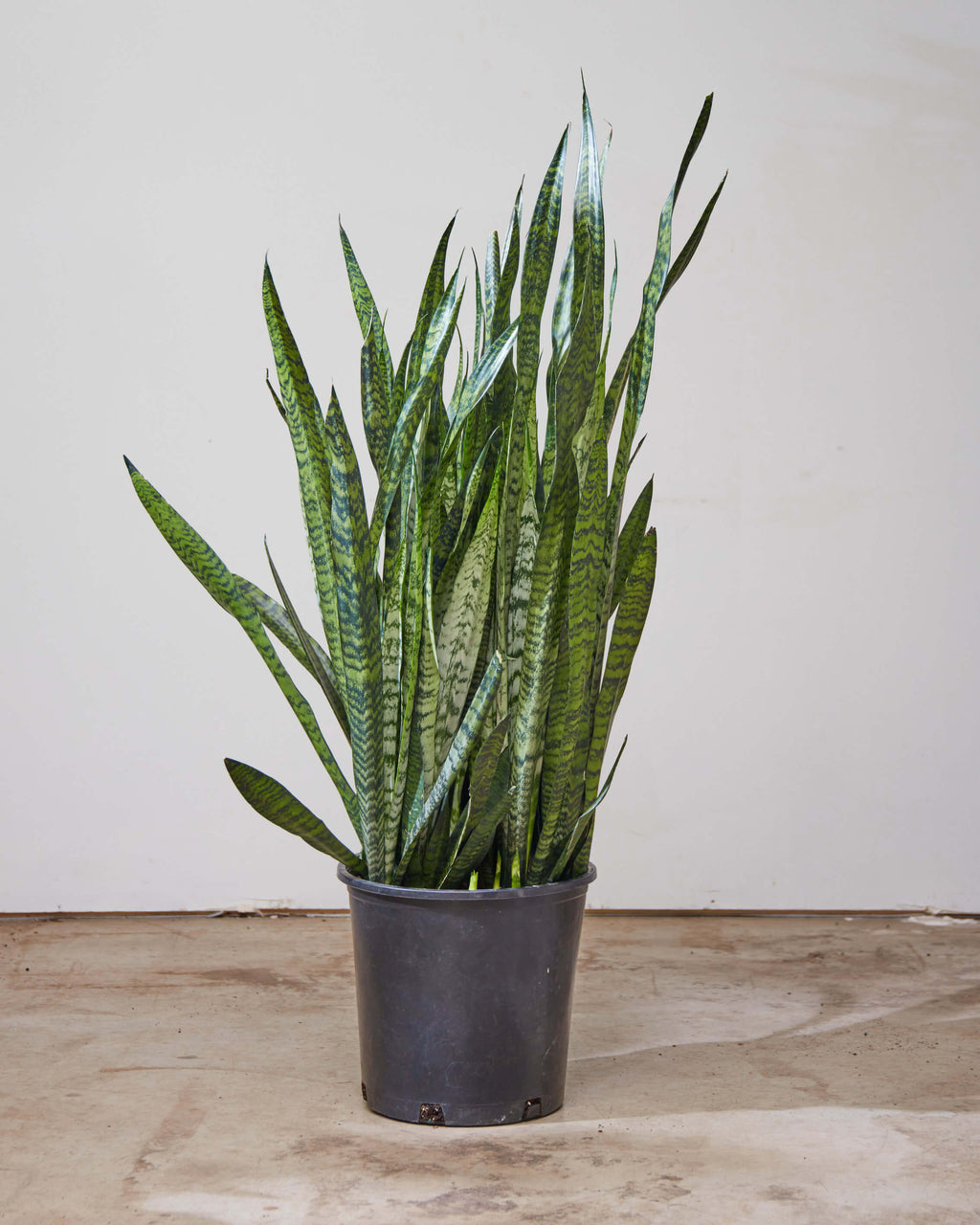 Green Snake Plant: Sansevieria trifasciata 'Zeylanica' - 14 inch pot - 3-4 foot tall