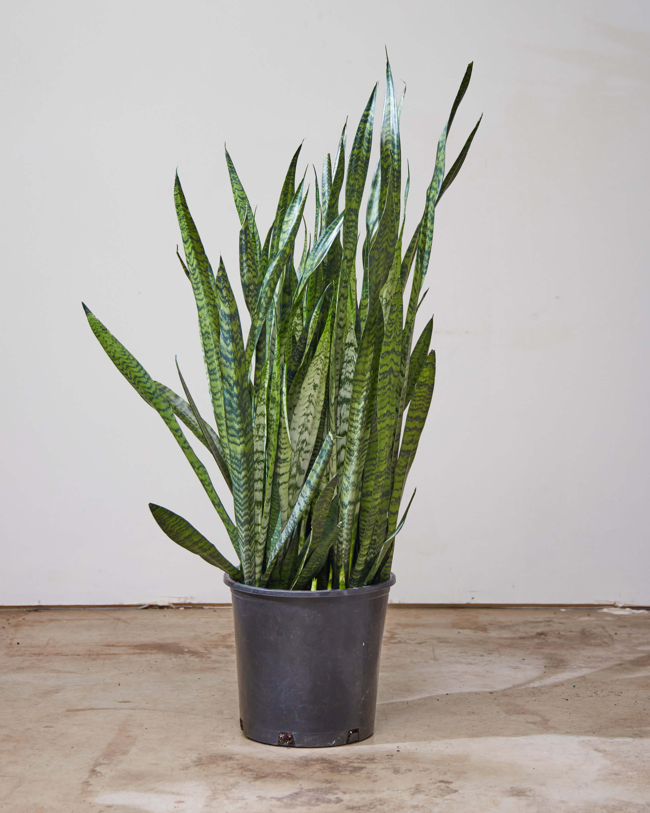 Green Snake Plant: Sansevieria trifasciata 'Zeylanica' - 14 inch pot - 3-4 foot tall