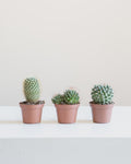 Assorted Cactus - 4 inch pot